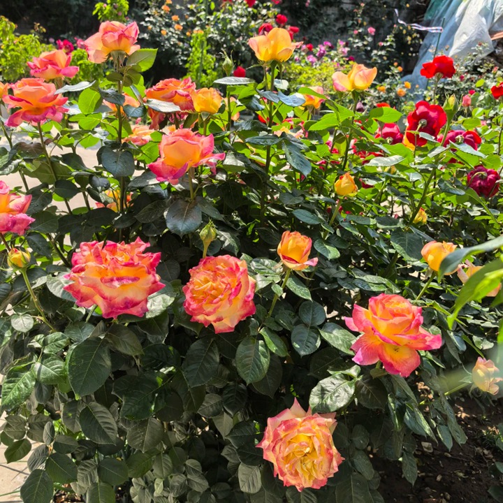 爱与和平/东方和平 Love & Peace