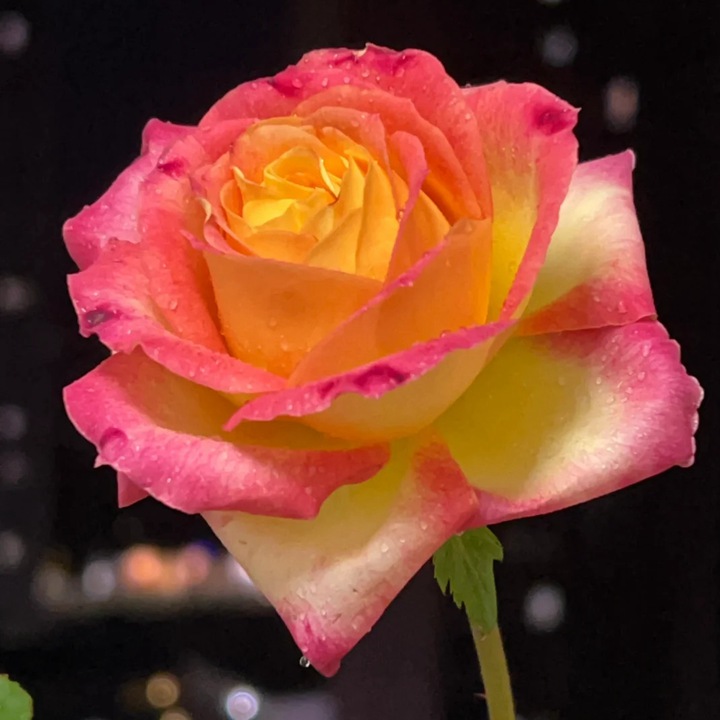 爱与和平/东方和平 Love & Peace