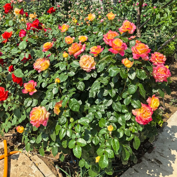 爱与和平/东方和平 Love & Peace