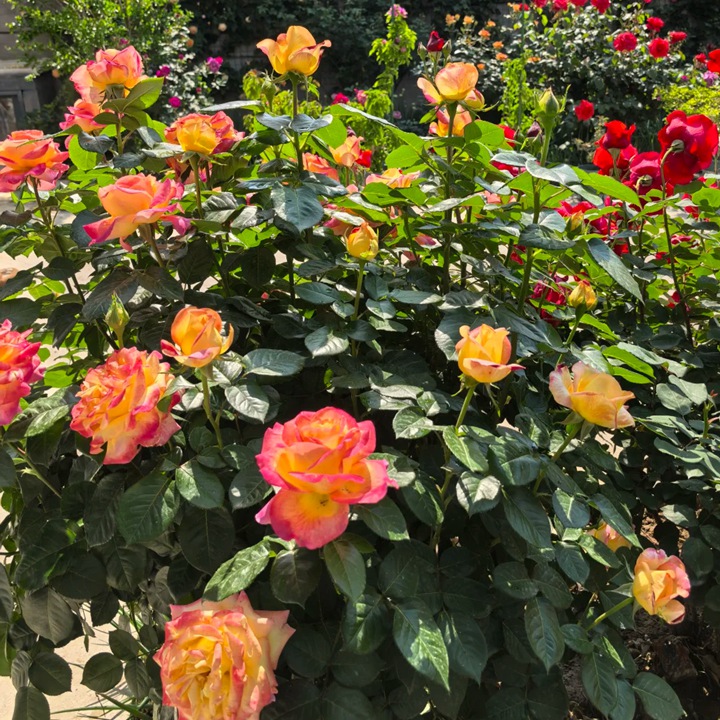 爱与和平/东方和平 Love & Peace