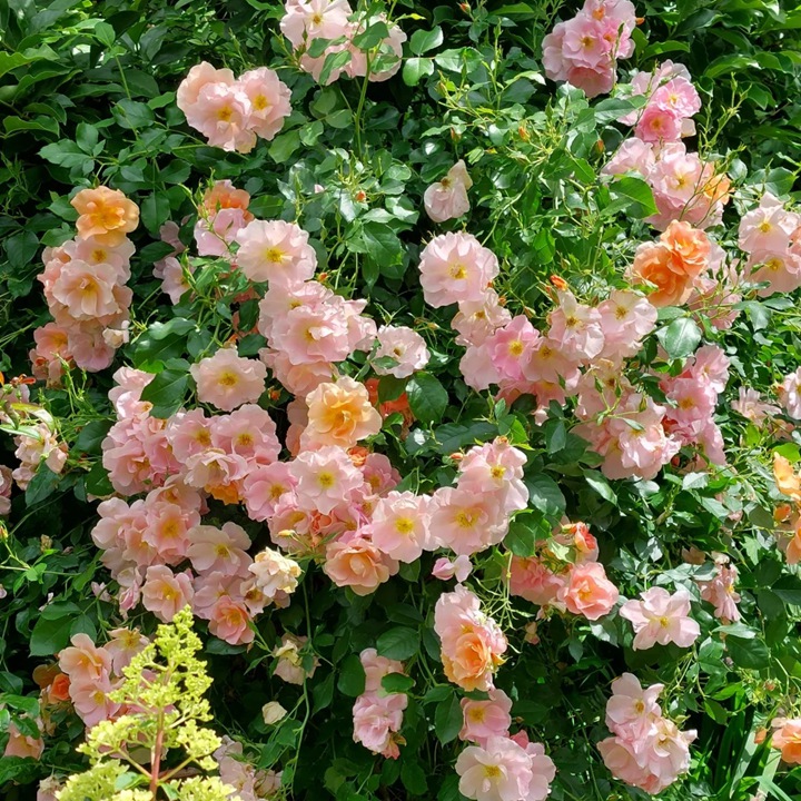 日出玫迪兰 Chinook Sunrise