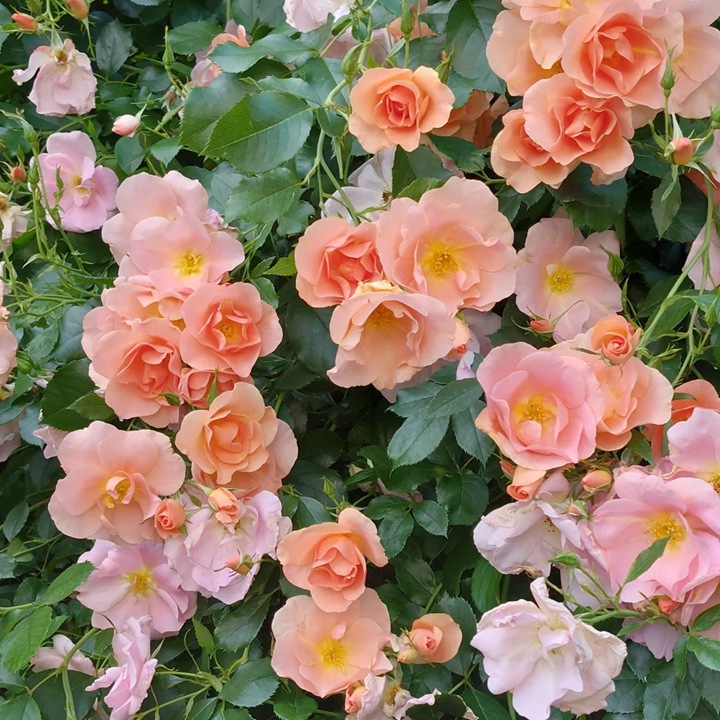 日出玫迪兰 Chinook Sunrise