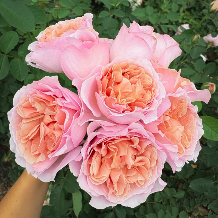 1767838442792486.jpg 丽芙巧克力 Meiseihoc