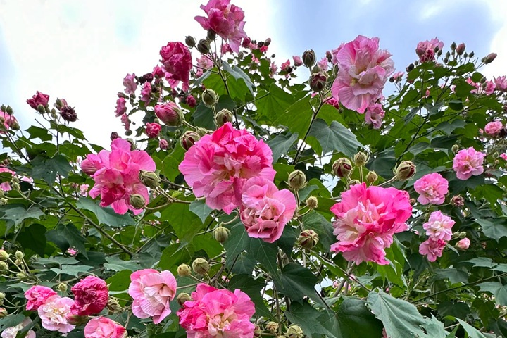 芙蓉花什么时候开花，一年开几次花