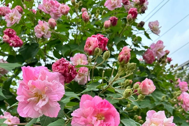芙蓉花什么时候开花，一年开几次花