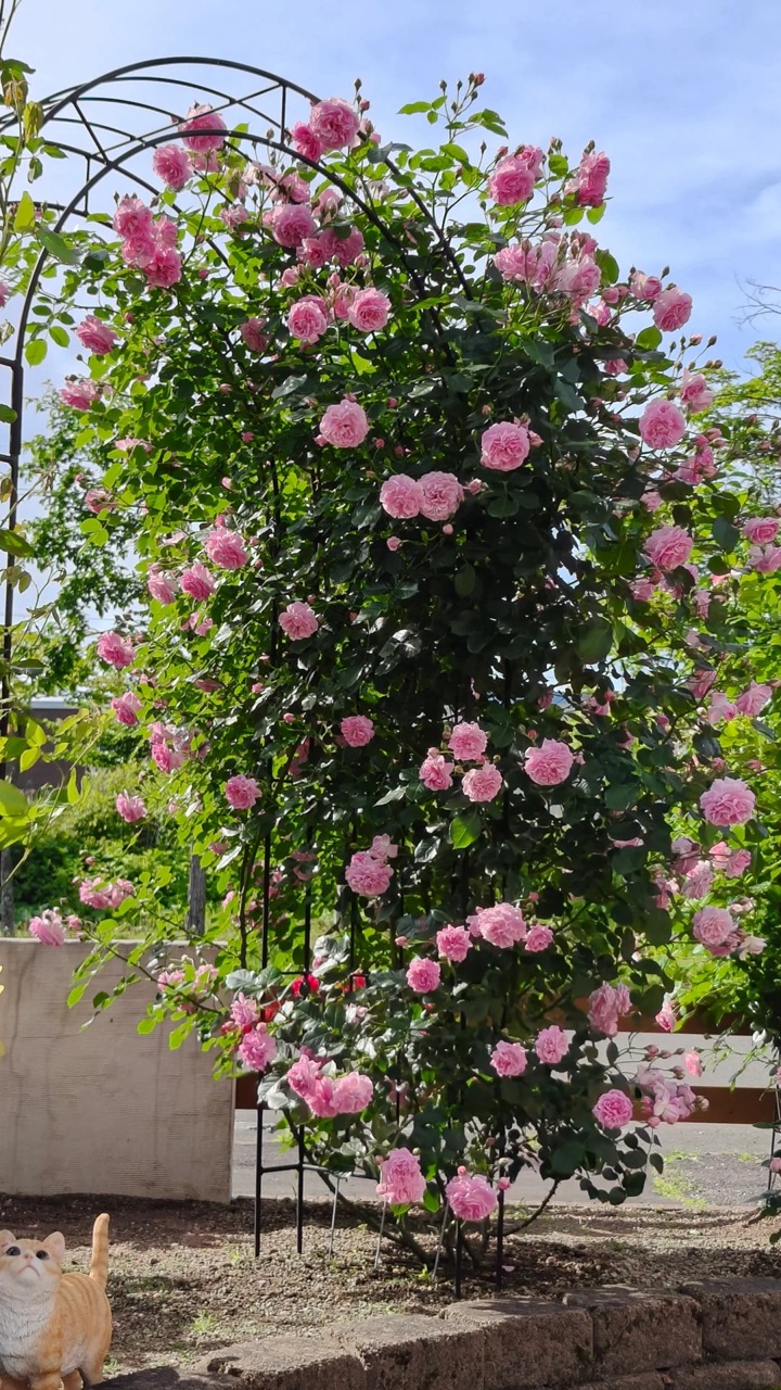 薰衣草少女 Lavender Lassie 