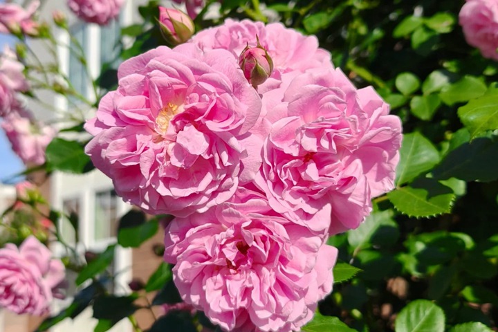 薰衣草少女 Lavender Lassie 