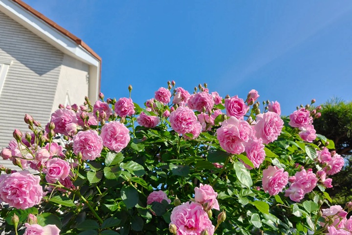 薰衣草少女 Lavender Lassie 