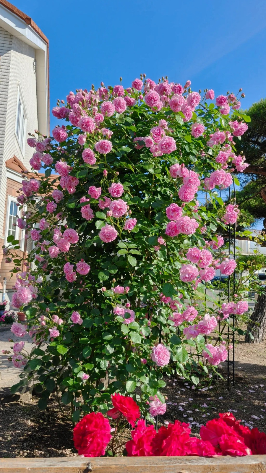 薰衣草少女 Lavender Lassie 