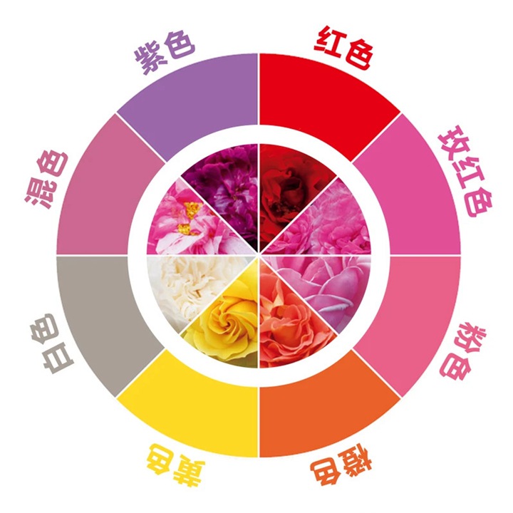 月季都有什么颜色