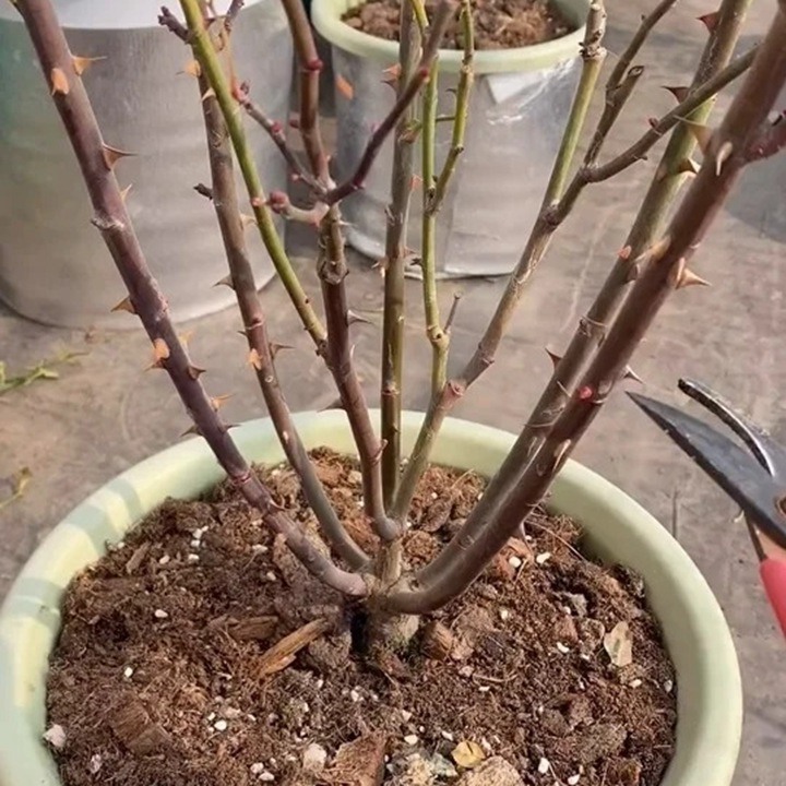 灌木月季冬季修剪方法