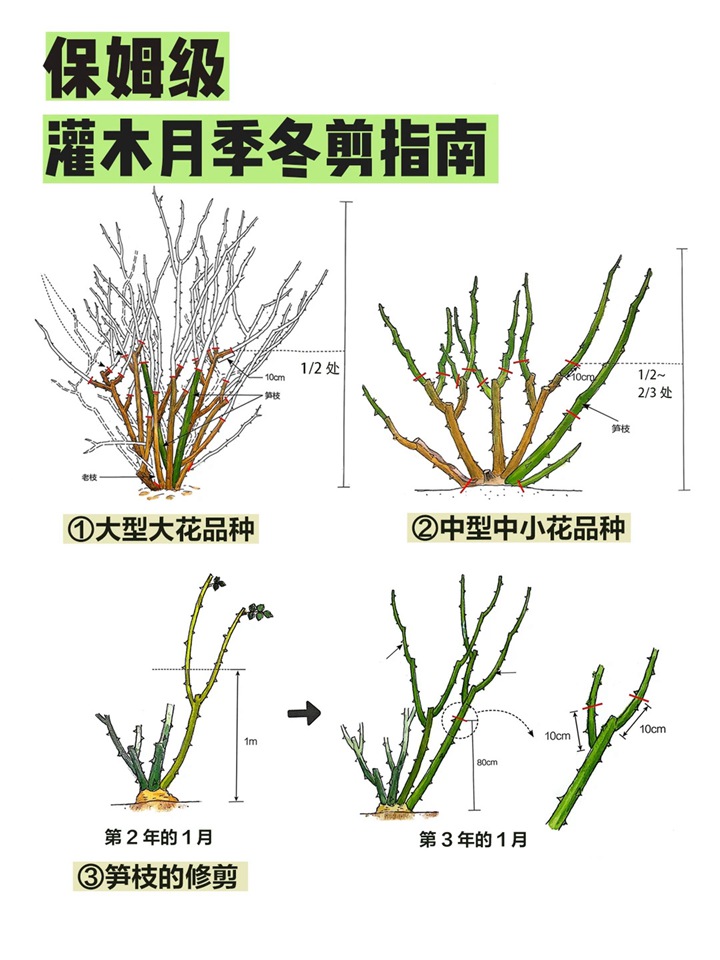 灌木月季冬季修剪方法
