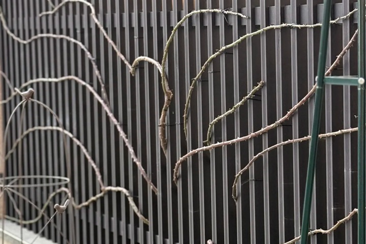 1768287683274116.jpg 藤本月季冬季修剪攻略