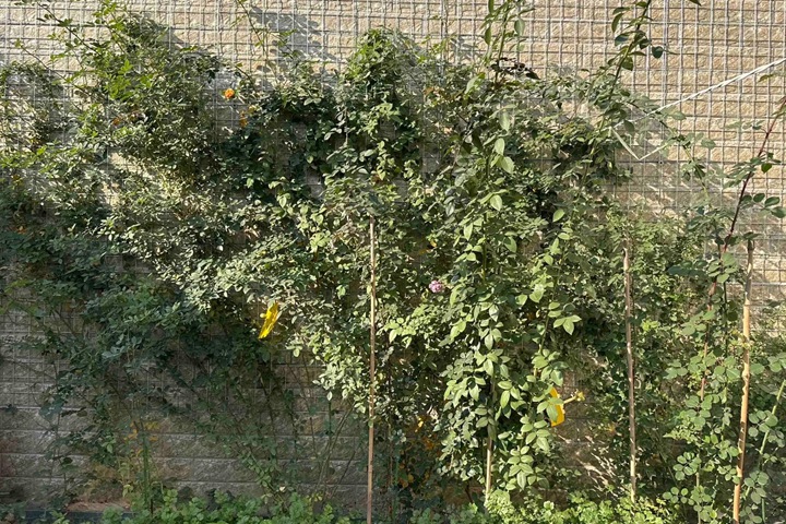 1768287683377906.jpg 藤本月季冬季修剪攻略