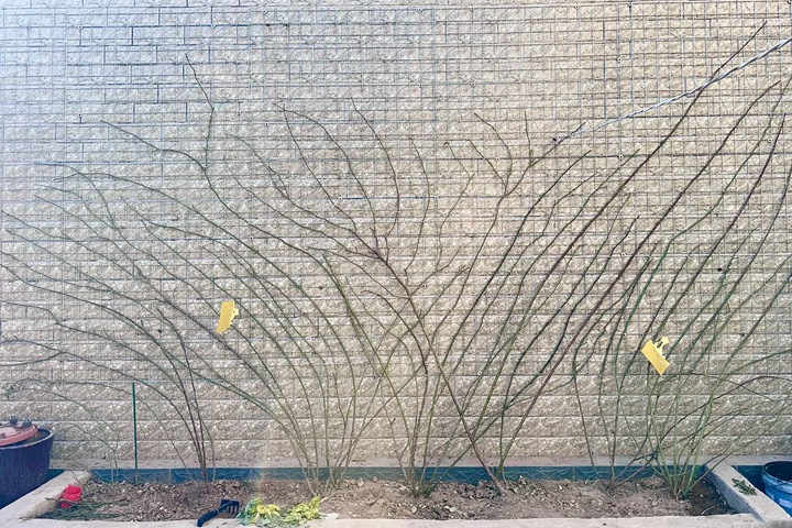 1768287683697362.jpg 藤本月季冬季修剪攻略