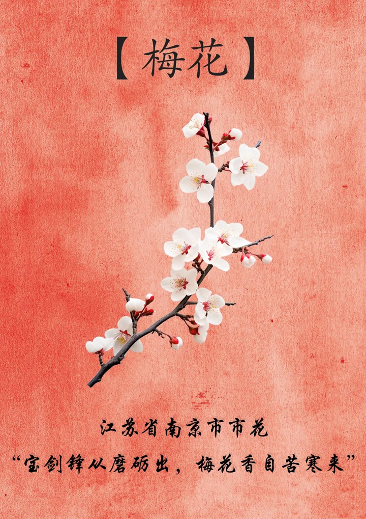 南京的市花是什么花？
