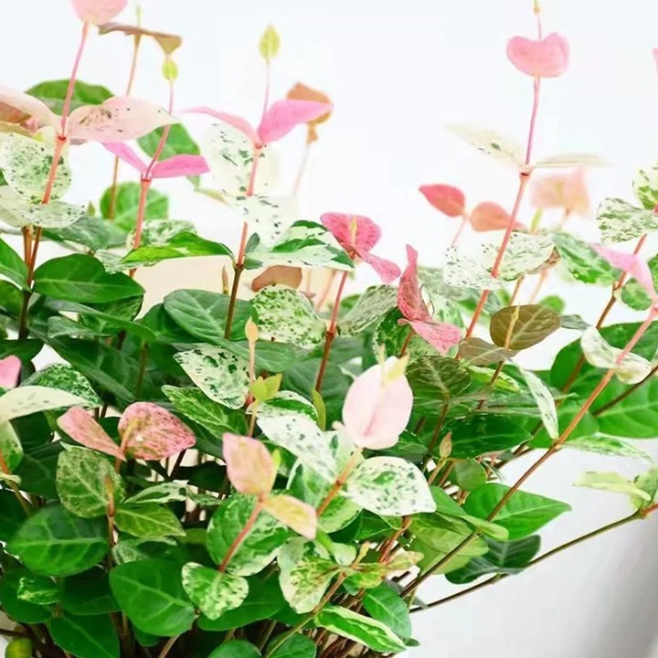 花叶络石——会变色的爬藤小精灵