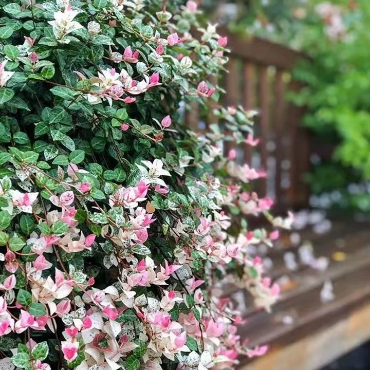 花叶络石——会变色的爬藤小精灵