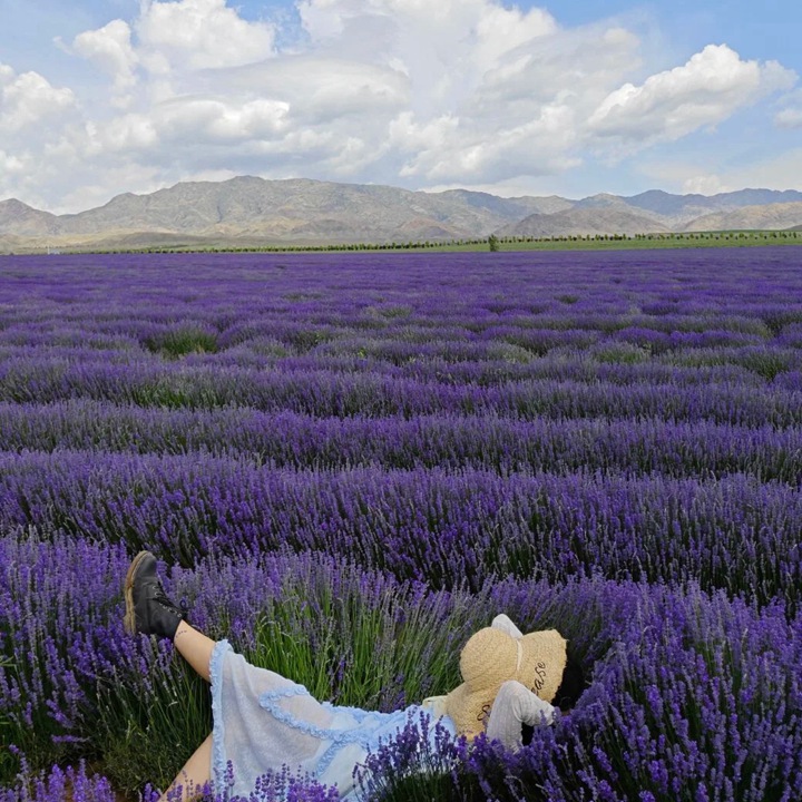薰衣草几月份开花