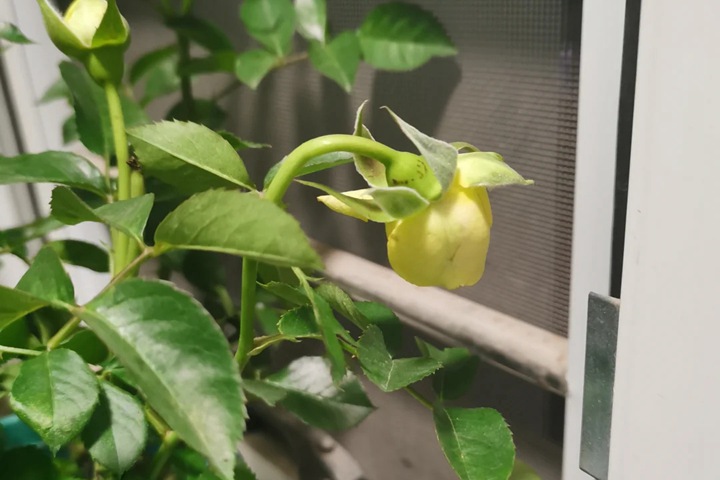 月季花苞垂头有什么挽救方法