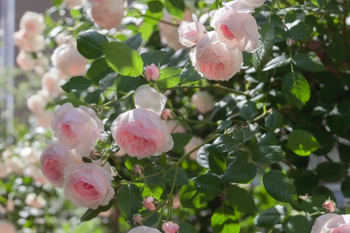 月季花苞垂头有什么挽救方法