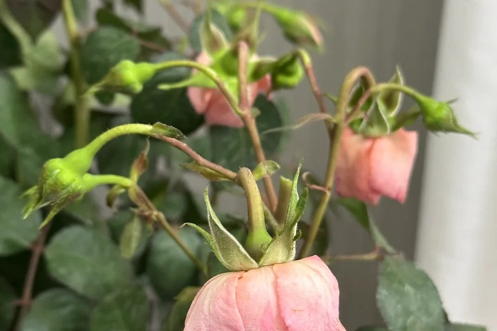 月季花苞垂头有什么挽救方法