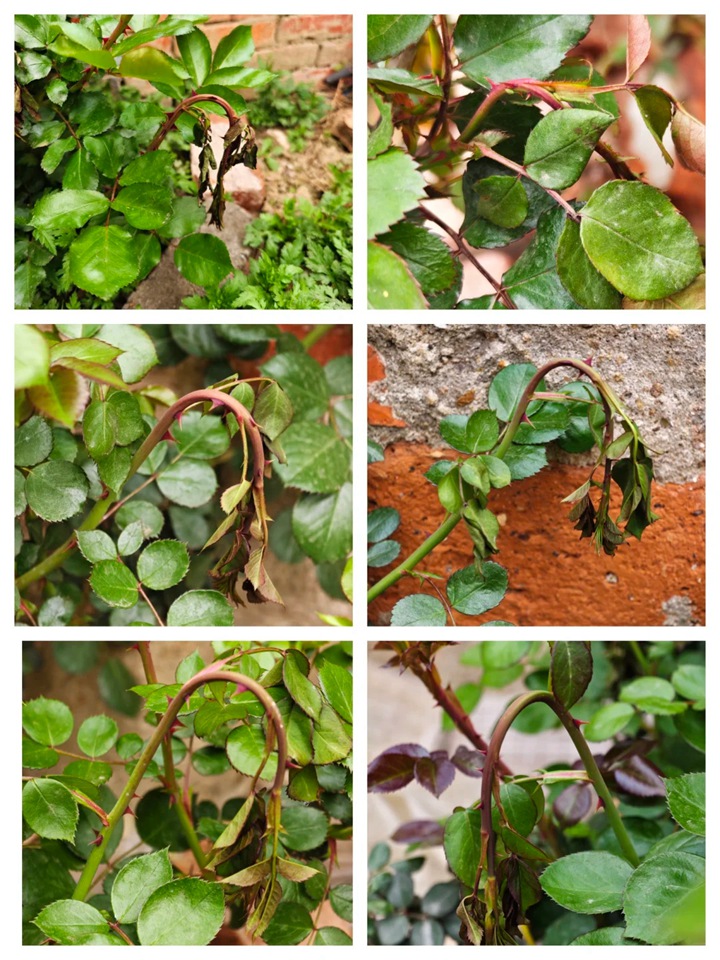 月季花苞垂头有什么挽救方法