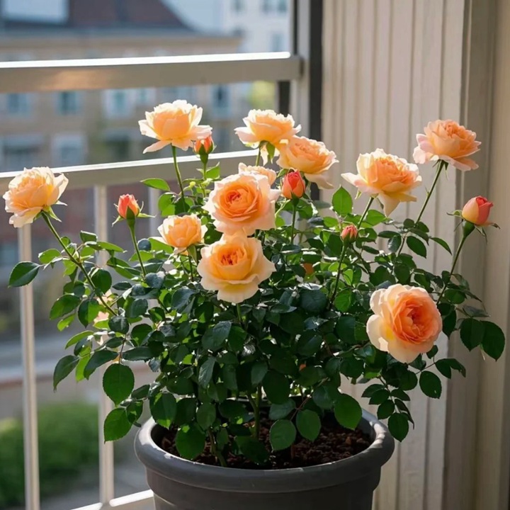 月季花适合在室内养吗？