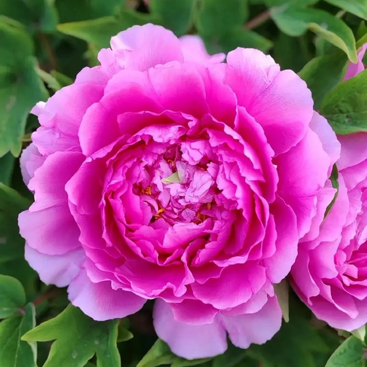 中国的国花是什么花？