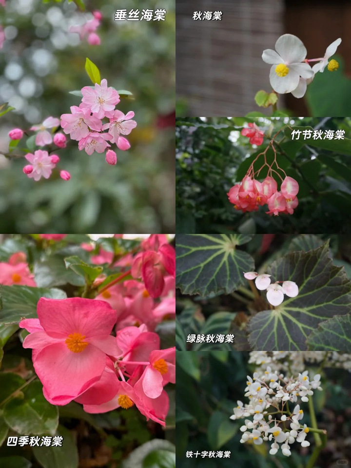 秋海棠和海棠的区别详解