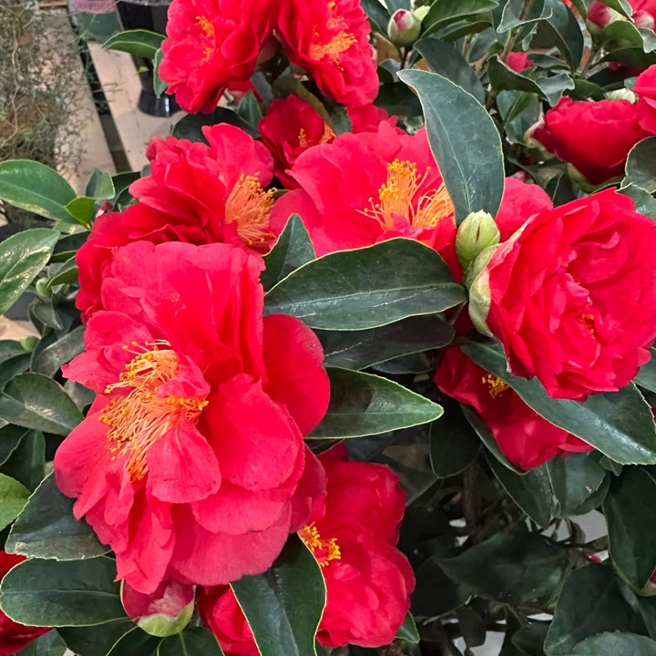 温州市的市花是什么花