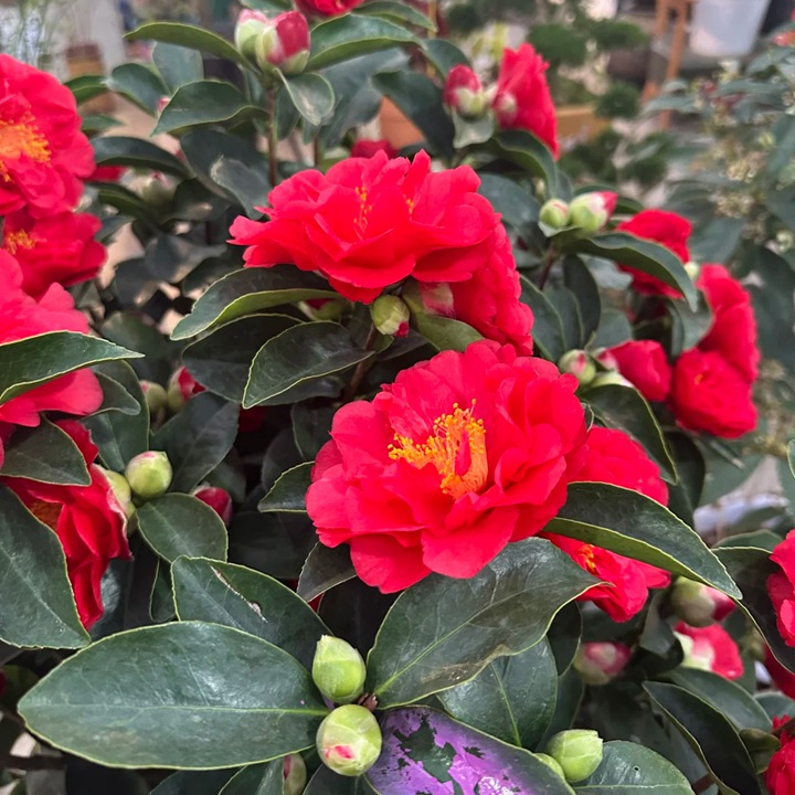 温州市的市花是什么花