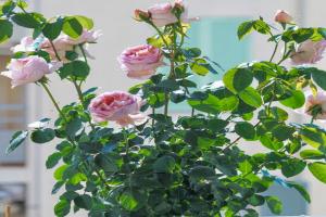 丽芙巧克力 Meiseihoc