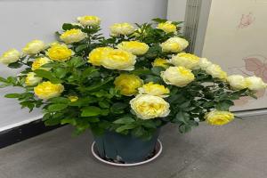 月季花怎么养才能开爆盆？