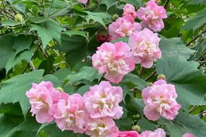 芙蓉花什么时候开花，一年开几次花