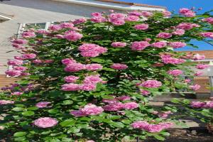 薰衣草少女 Lavender Lassie