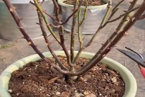 初冬盆栽月季养护注意事项