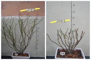 切花月季冬季如何修剪