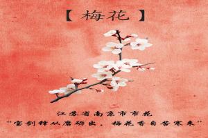 南京的市花是什么花？