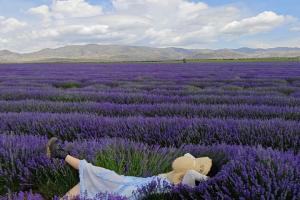 薰衣草几月份开花