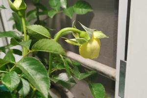 月季花苞垂头有什么挽救方法