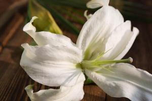 十款世界上最大的花盘点