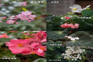 秋海棠和海棠的区别详解