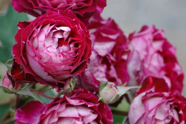 马萨德医生 2026年新手最值得入手的藤本月季推荐