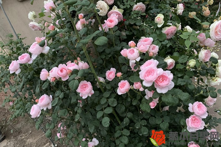 1735522844197377.jpg 2026年新手最值得入手的藤本月季推荐