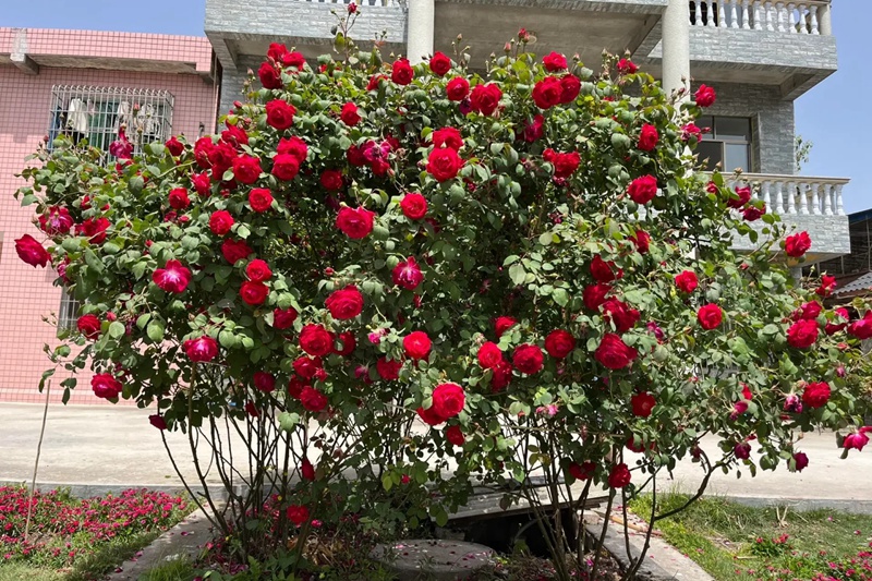 1711009225436419.jpg 2026年新手最值得入手的藤本月季推荐