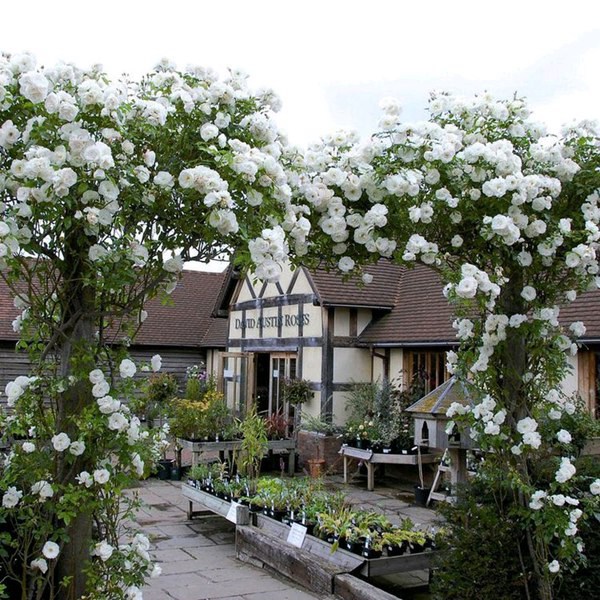 1510890133760561.jpg 2026年新手最值得入手的藤本月季推荐