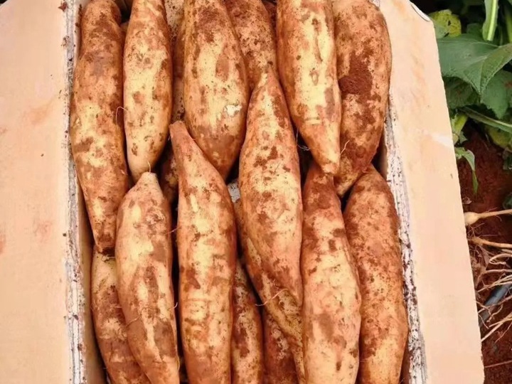 雪莲果有什么功效和作用