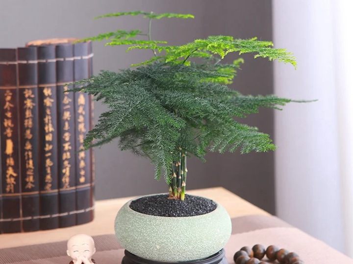 为什么家里不能养文竹？