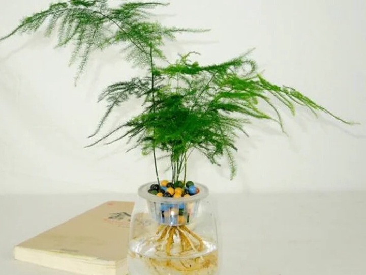 为什么家里不能养文竹？